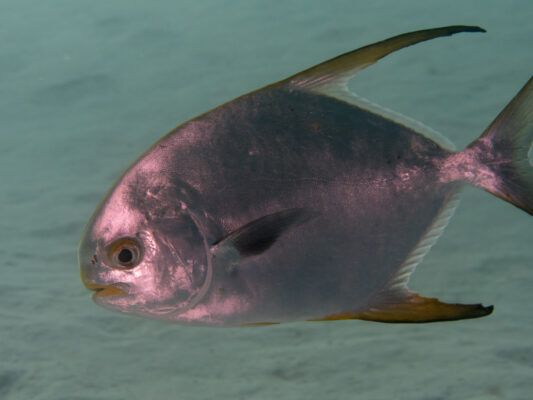 Snubnose Pompano (Trachinotus blochii) |commons:File:Snubnose pompano (Trachinotus blochii) (40814194993).jpg