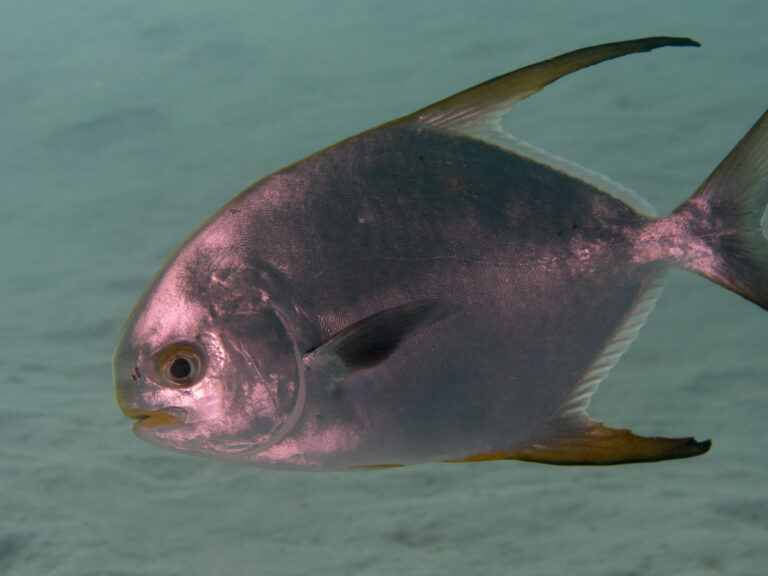 Snubnose Pompano (Trachinotus blochii) |commons:File:Snubnose pompano (Trachinotus blochii) (40814194993).jpg