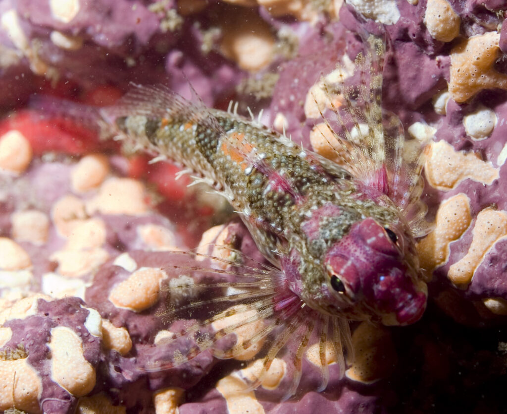 Snubnose Sculpin (Orthonopias triacis) |commons:File:Orthonopias triacis.jpg