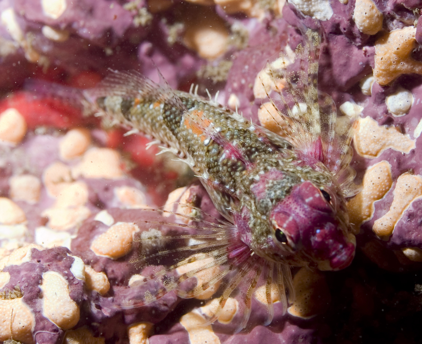 Snubnose Sculpin (Orthonopias triacis) |commons:File:Orthonopias triacis.jpg