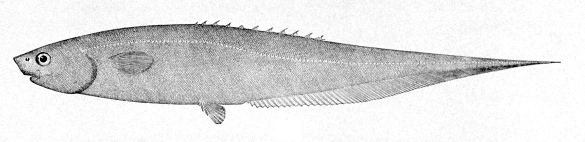 Snubnosed Spiny Eel (Notacanthus chemnitzii) |commons:File:Notacanthus chemnitzii.jpg