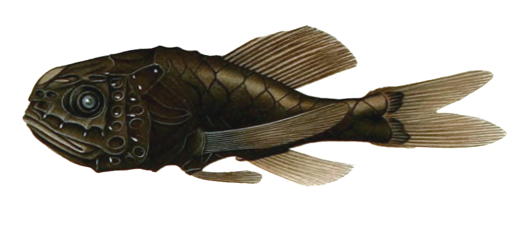 Soft Melamphid (Scopelogadus mizolepis) |commons:File:Scopelogadus mizolepis.jpg