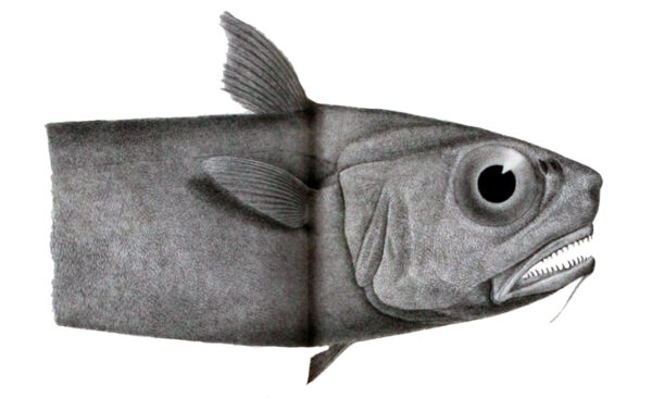 Softhead Rat-tail (Malacocephalus laevis) |commons:File:Malacocephalus laevis.jpg