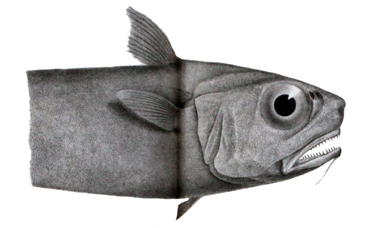 Softhead Rat-tail (Malacocephalus laevis) |commons:File:Malacocephalus laevis.jpg