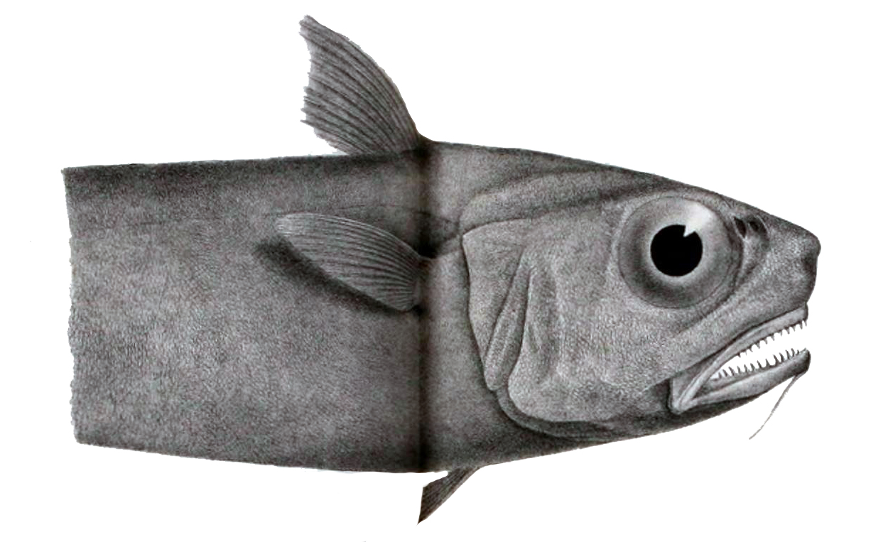 Softhead Rat-tail (Malacocephalus laevis) |commons:File:Malacocephalus laevis.jpg