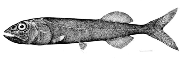 Softskin Smooth-head (Rouleina attrita) |commons:File:Rouleina attrita.jpg