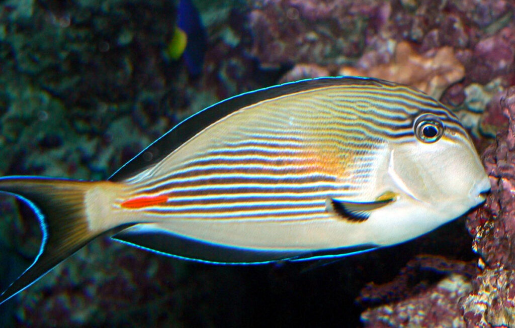 Sohal Tang (Acanthurus sohal) |commons:File:Acanthurus sohal 1.jpg