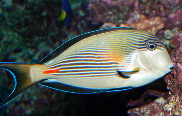 Sohal Tang (Acanthurus sohal) |commons:File:Acanthurus sohal 1.jpg