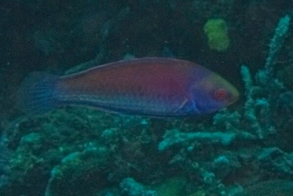 Solar Fairy Wrasse (Cirrhilabrus solorensis) |commons:File:Cirrhilabrus solorensis, marble rock Dili, Timor-Leste imported from iNaturalist photo 516945555.jpg