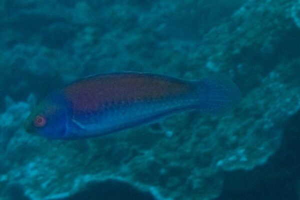 Solar Wrasse Cirrhilabrus solorensis