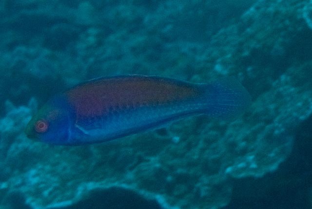 Solar Wrasse Cirrhilabrus solorensis