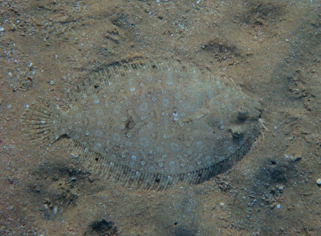 Solea elongata (Solea elongata) |commons:File:Solea elongata.jpg