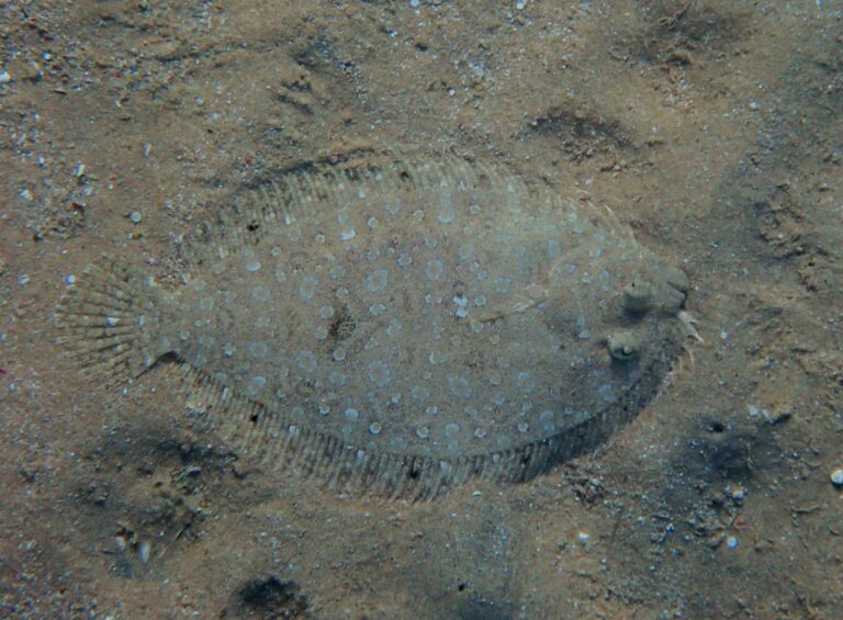 Solea elongata (Solea elongata) |commons:File:Solea elongata.jpg