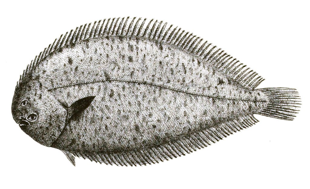 Solea ovata (Solea ovata) |commons:File:Solea ovata Mintern 93.jpg