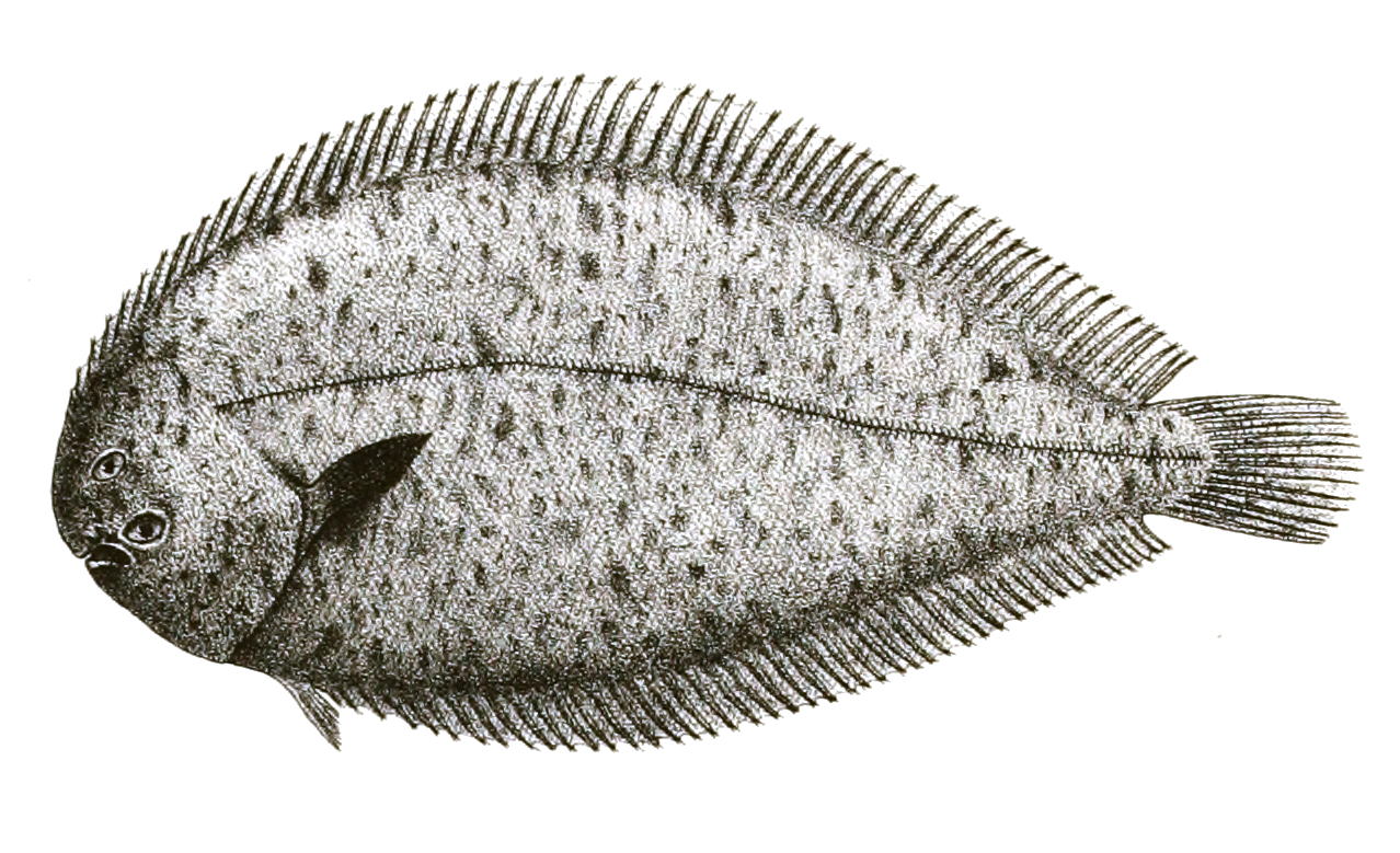 Solea ovata (Solea ovata) |commons:File:Solea ovata Mintern 93.jpg