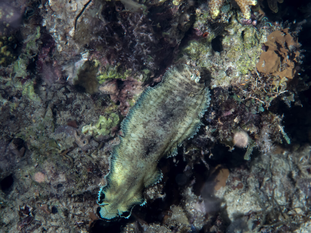 Soleichthys heterorhinos (Soleichthys heterorhinos) |commons:File:Banded sole (Soleichthys heterorhinos) (37535859682).jpg