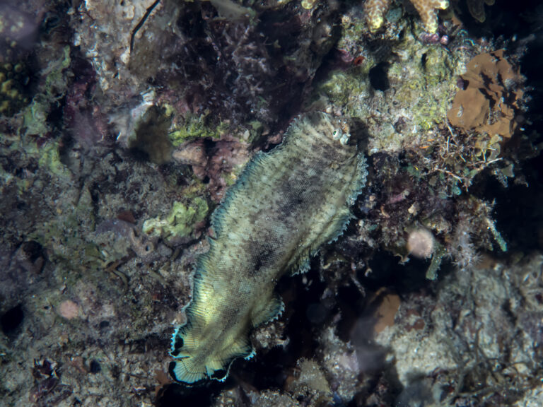 Soleichthys heterorhinos (Soleichthys heterorhinos) |commons:File:Banded sole (Soleichthys heterorhinos) (37535859682).jpg