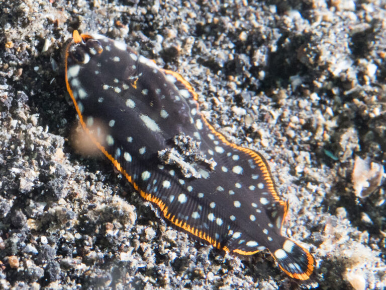 Soleichthys maculosus (Soleichthys maculosus) |commons:File:Sole (Soleichthys maculosus) (41638974894).jpg