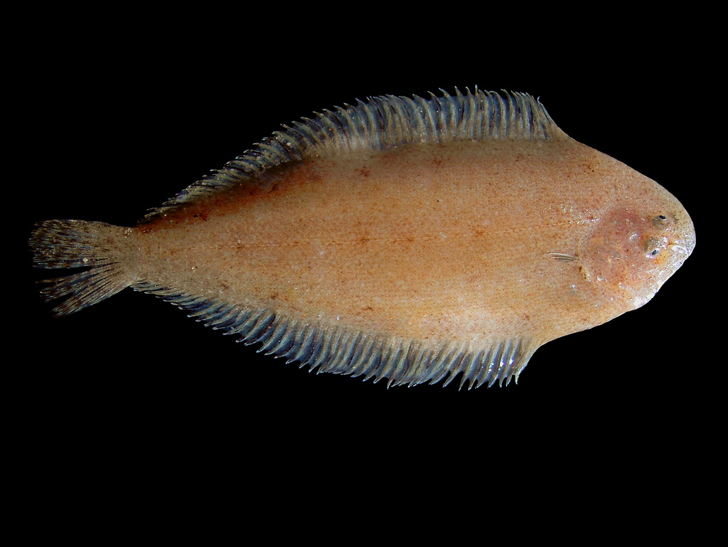 Solenette (Buglossidium luteum) |commons:File:Buglossidium luteum.jpg