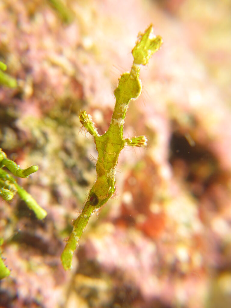 Solenostomus halimeda (Solenostomus halimeda) |commons:File:Halimeda Ghostpipefish - Solenostomus halimeda.jpg