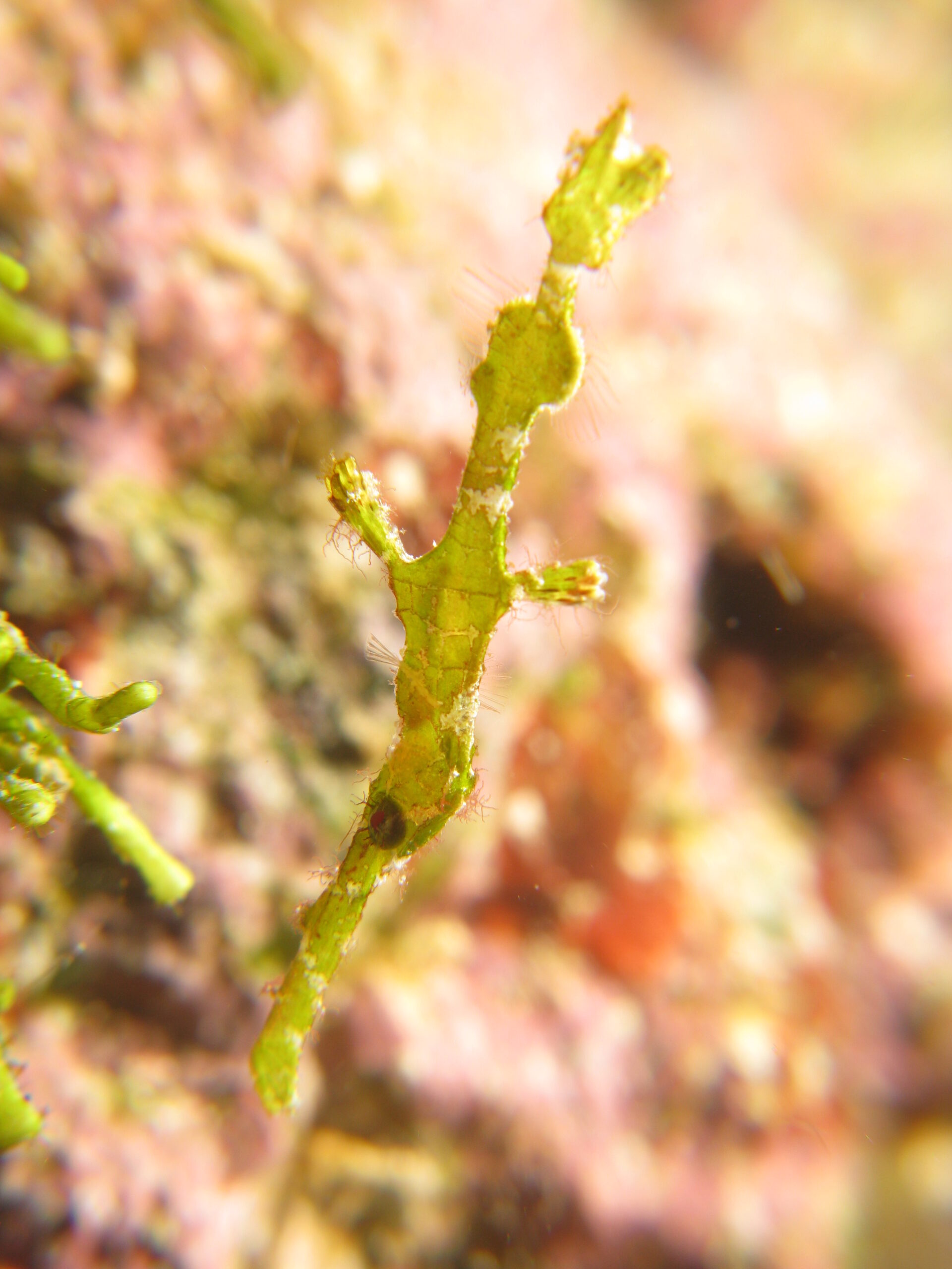 Solenostomus halimeda (Solenostomus halimeda) |commons:File:Halimeda Ghostpipefish - Solenostomus halimeda.jpg