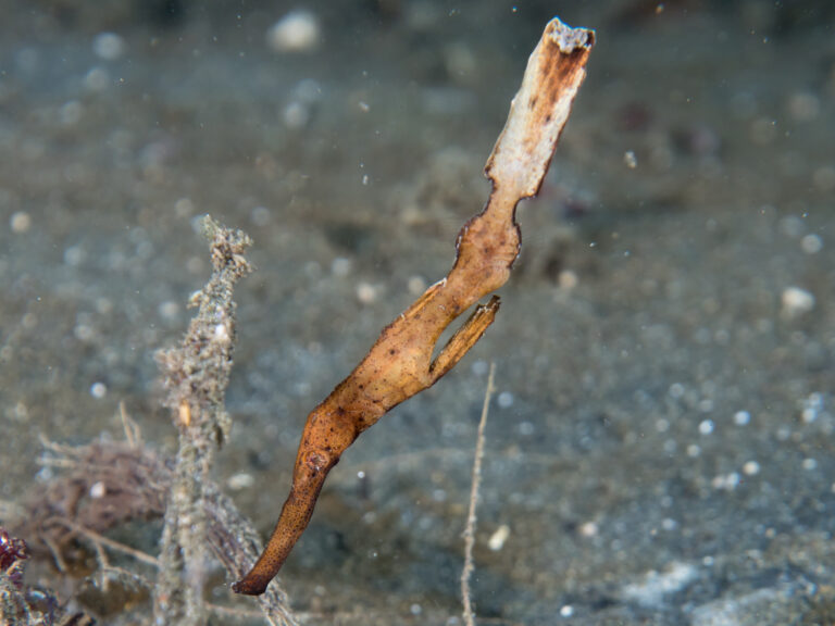 Solenostomus leptosoma (Solenostomus leptosoma) |commons:File:Delicate ghost pipefish (Solenostomus leptosoma) (49257549728).jpg
