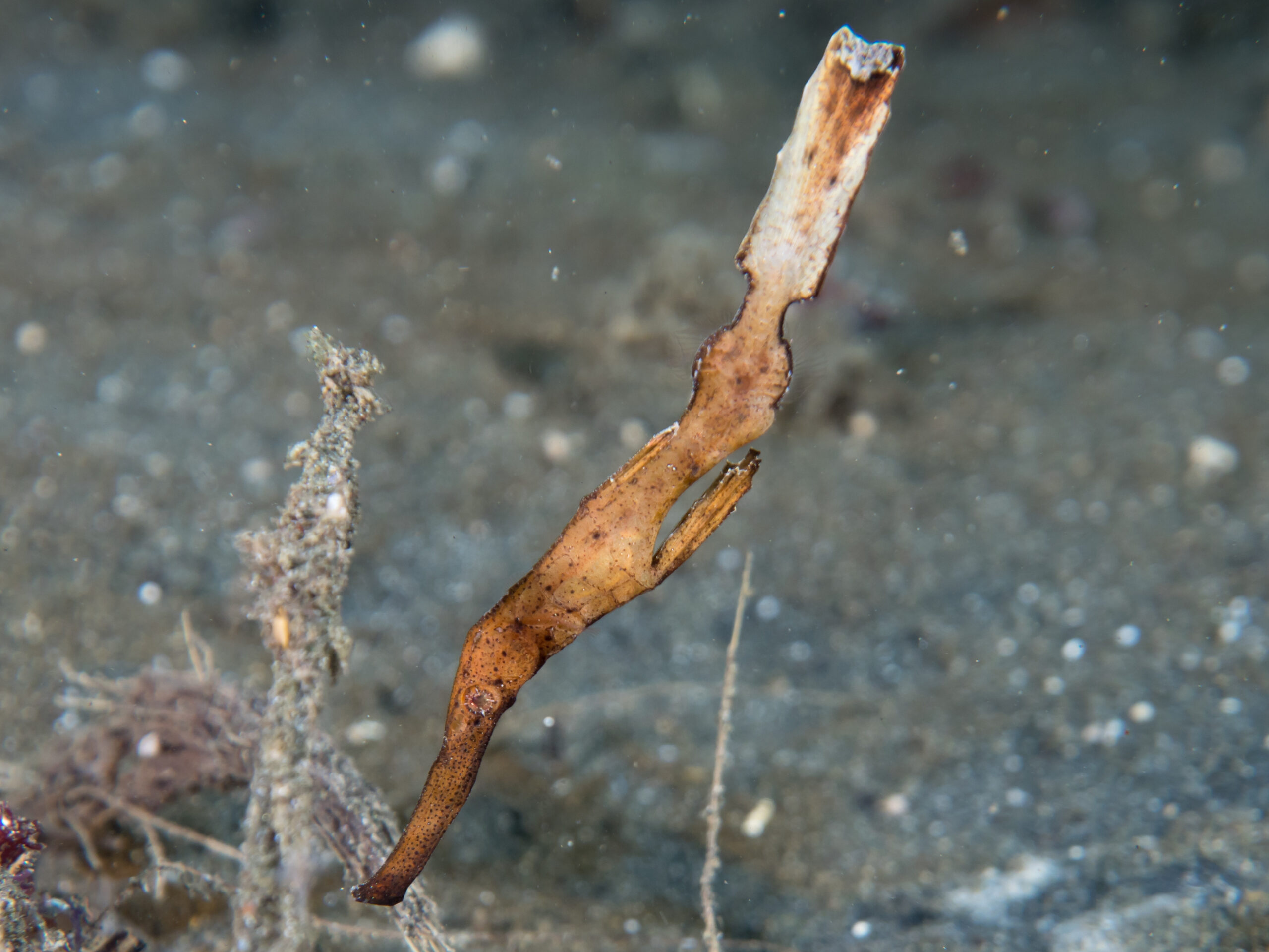 Solenostomus leptosoma (Solenostomus leptosoma) |commons:File:Delicate ghost pipefish (Solenostomus leptosoma) (49257549728).jpg
