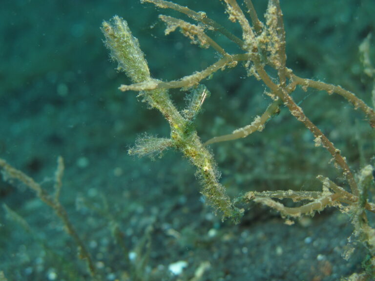 Solenostomus paegnius (Solenostomus paegnius) |commons:File:Roughsnout Pipefish - Solenostomus Paegnius.jpg