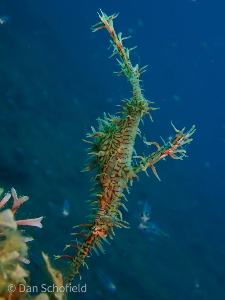 Solenostomus paradoxus (Solenostomus paradoxus) |commons:File:Solenostomus paradoxus 111096276.jpg