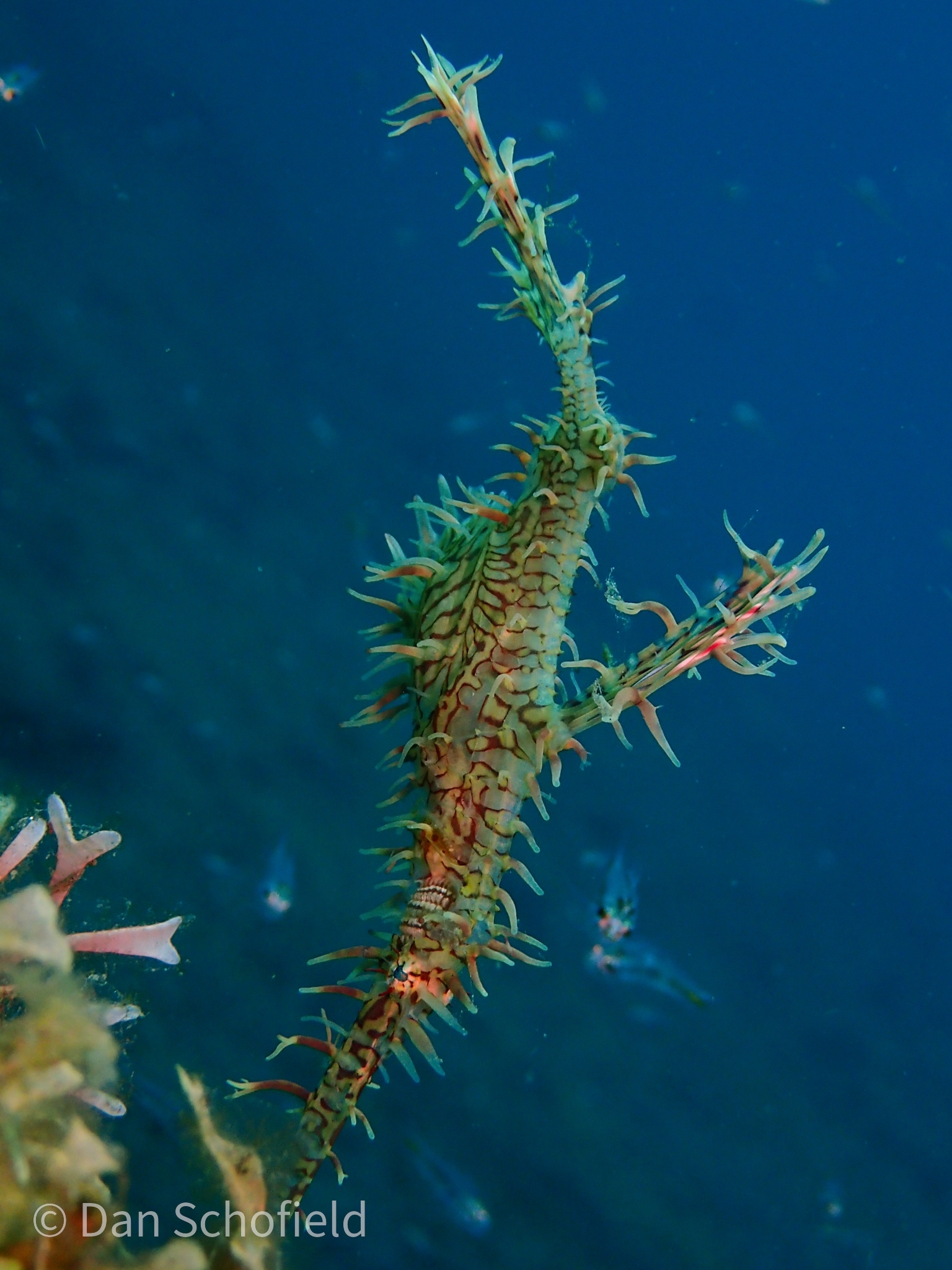 Solenostomus paradoxus (Solenostomus paradoxus) |commons:File:Solenostomus paradoxus 111096276.jpg