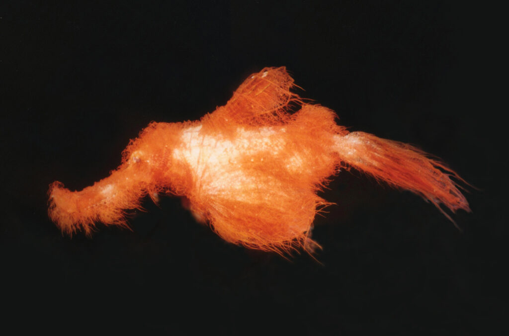 Solenostomus snuffleupagus (Solenostomus snuffleupagus) |commons:File:Solenostomus snuffleupagus, Papua New Guinea, 2003. Photograph by David Harasti.jpg