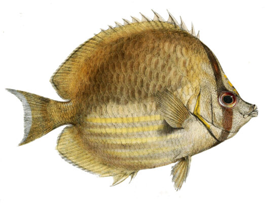 Somali Butterflyfish (Chaetodon leucopleura) |commons:File:Chaetodon leucopleura.jpg