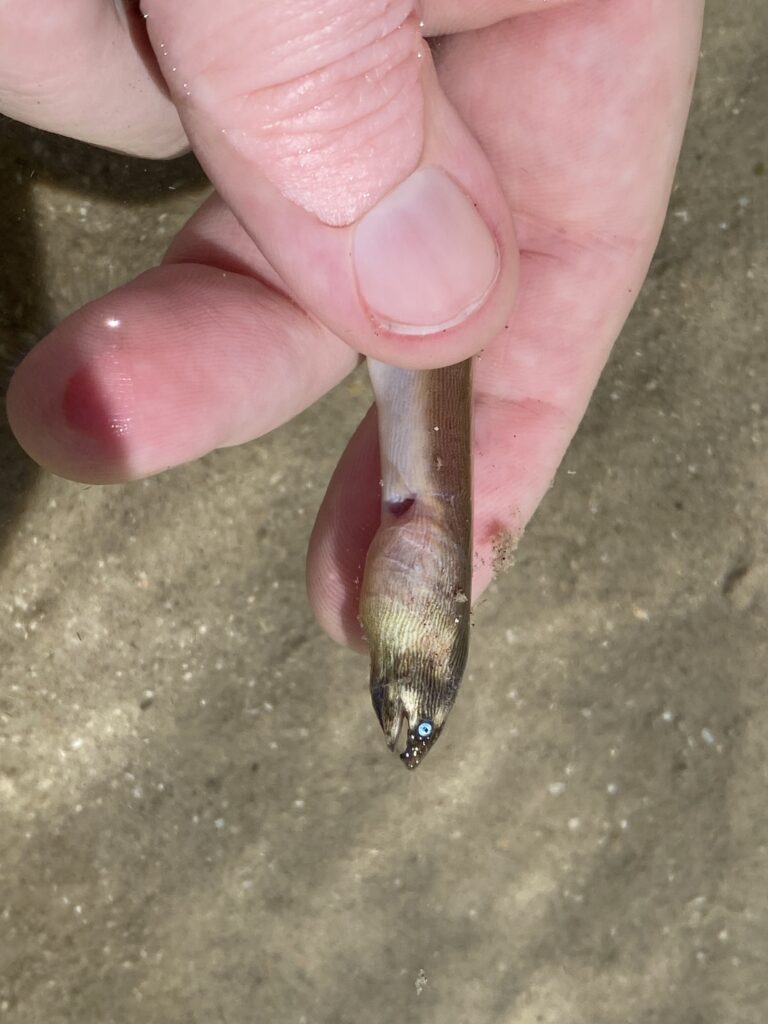 sooty eel (Bascanichthys bascanium) |commons:File:Bascanichthys bascanium 162347660.jpg