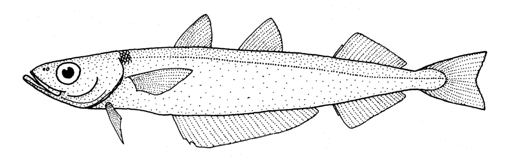 Southern Blue Whiting (Micromesistius australis) |commons:File:Micromesistius australis (southern blue whiting).gif