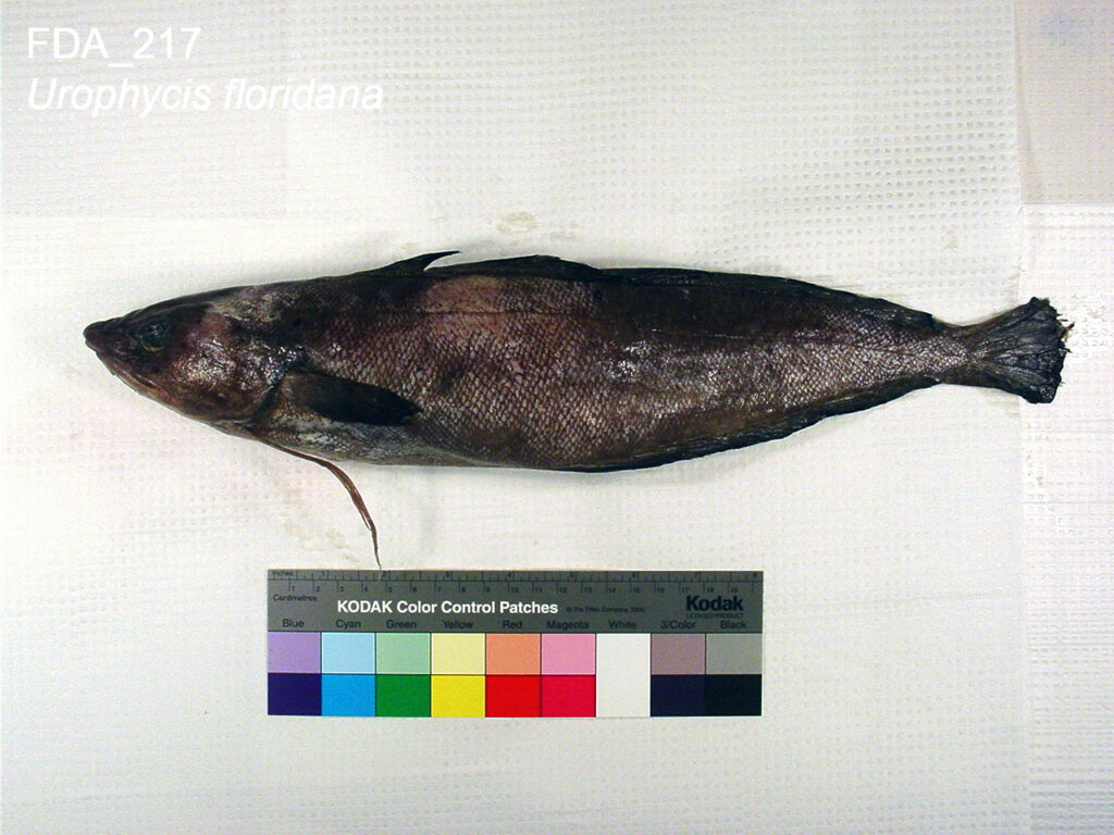 Southern Codling (Urophycis floridana) |commons:File:Urophycis floridana (FDA 217).jpg