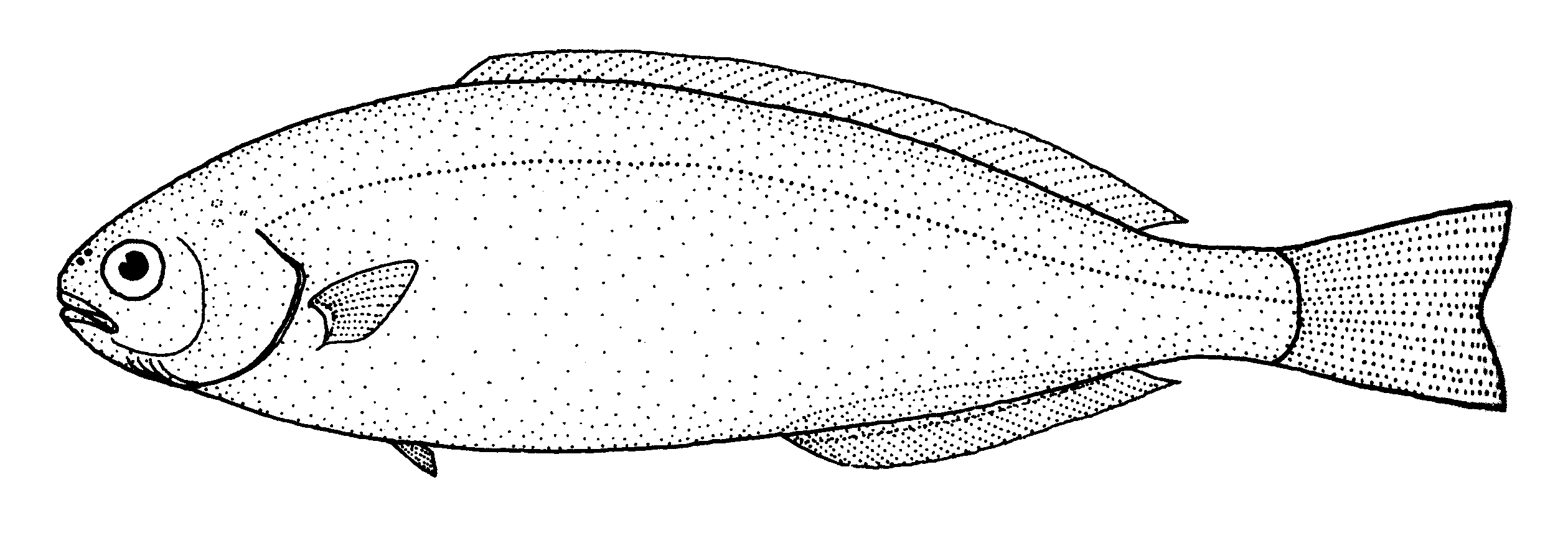southern driftfish (Icichthys australis) |commons:File:Icichthys australis (Southern driftfish).gif