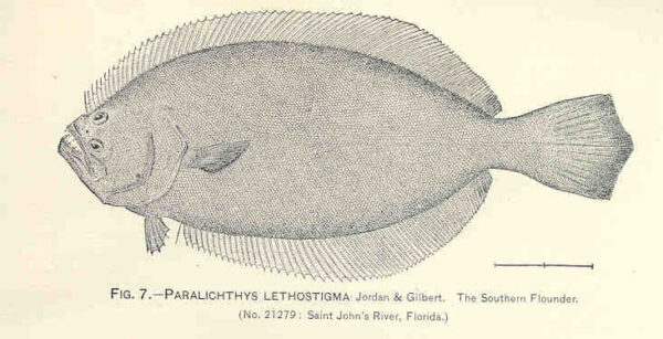Southern Flounder (Paralichthys lethostigma) |commons:File:FMIB 33697 Paralichthys Lethostigma Jordan; Gilbert.jpeg