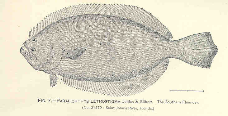 Southern Flounder (Paralichthys lethostigma) |commons:File:FMIB 33697 Paralichthys Lethostigma Jordan; Gilbert.jpeg