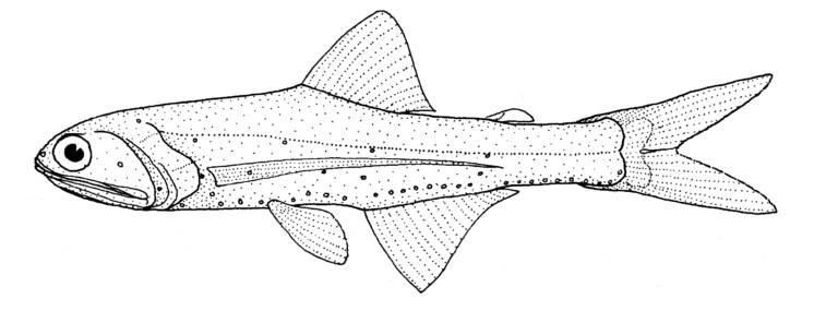 Southern Lanternfish (Lampanyctus australis) |commons:File:Lampanyctus australis (Southern lanternfish).gif