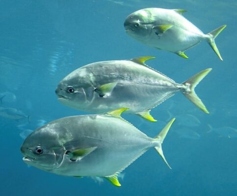 Southern Pompano (Trachinotus africanus) |commons:File:Carangidae Trachinotus africanus 1.2, crop.jpg
