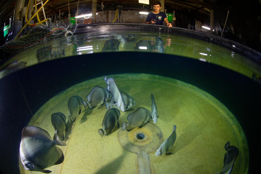 Spadefish Platax orbicularis