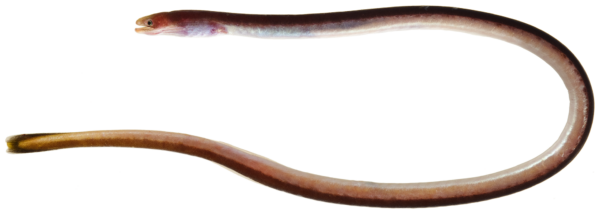 Spaghetti Eel (Moringua edwardsi) |commons:File:Moringua edwardsi - pone.0010676.g021.png