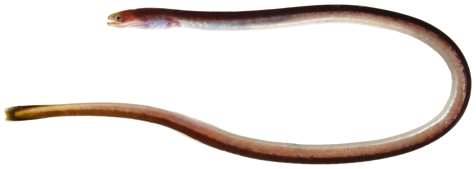 Spaghetti Eel (Moringua edwardsi) |commons:File:Moringua edwardsi - pone.0010676.g021.png