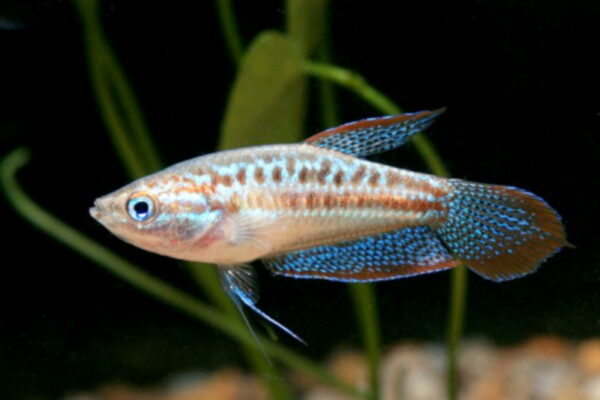Sparkling Gourami (Trichopsis pumila) |commons:File:Trichopsis pumila,.jpg