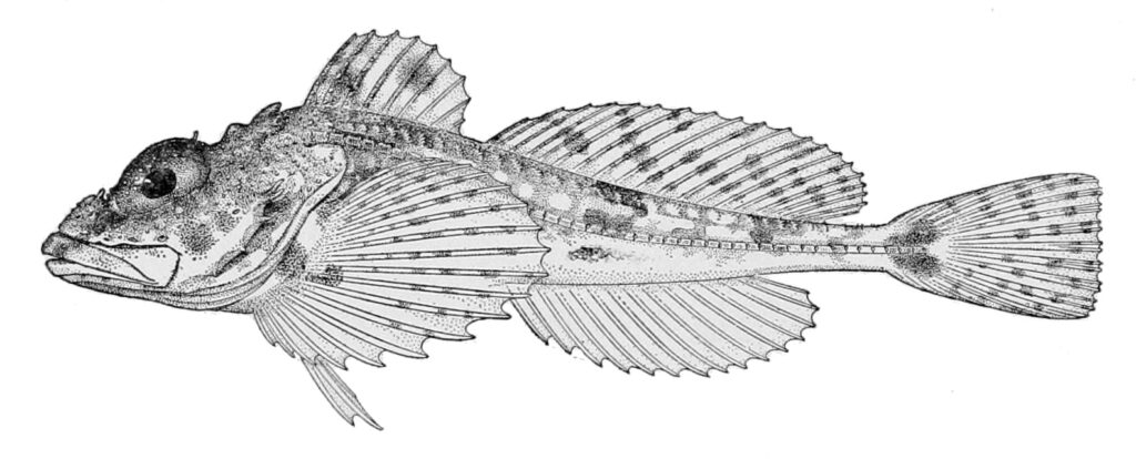 Spatulate Sculpin (Icelus spatula) |commons:File:Icelus spatula.jpg