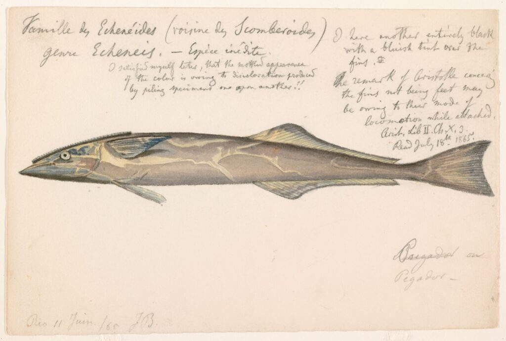 Spearfish Remora (Remora brachyptera) |commons:File:Remora brachyptera (Rio de Janeiro, Brazil, 11 June 1865).jpg