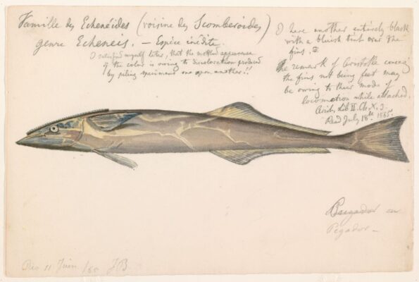 Spearfish Remora (Remora brachyptera) |commons:File:Remora brachyptera (Rio de Janeiro, Brazil, 11 June 1865).jpg