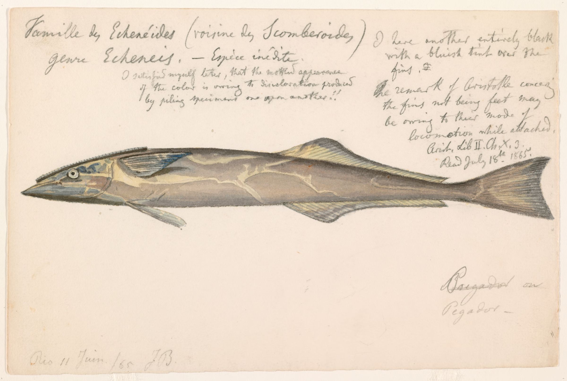 Spearfish Remora (Remora brachyptera) |commons:File:Remora brachyptera (Rio de Janeiro, Brazil, 11 June 1865).jpg