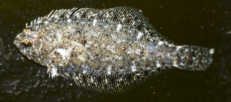 Speckled Sanddab (Citharichthys stigmaeus) |commons:File:Citharichthys stigmaeus (Speckled Sanddab).jpg