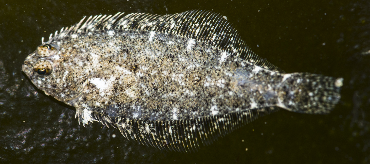 Speckled Sanddab (Citharichthys stigmaeus) |commons:File:Citharichthys stigmaeus (Speckled Sanddab).jpg
